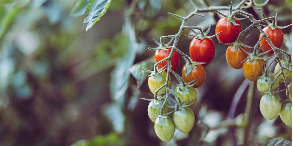 Выбор растений для посадки  рядом с помидорами в теплице