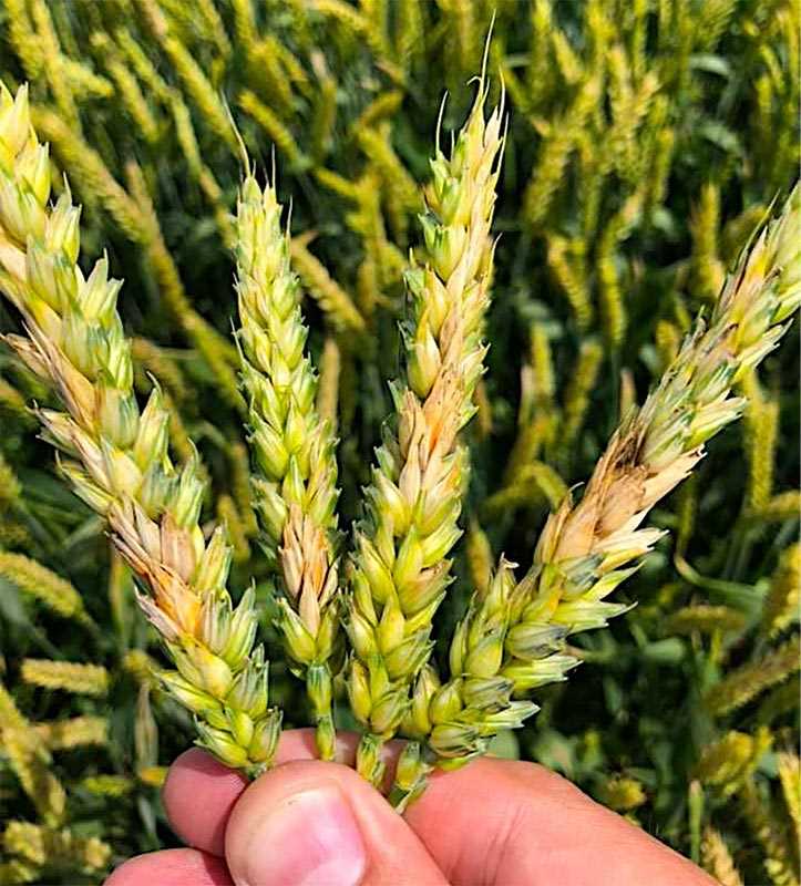 Методы борьбы с фузариозом пшеницы
