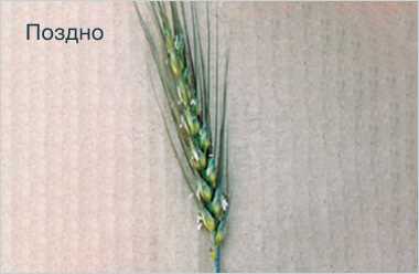 Как предотвратить развитие фузариоза пшеницы?