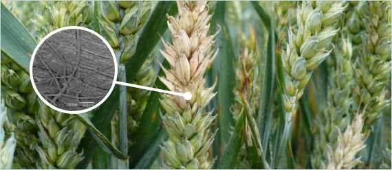 Что такое фузариоз пшеницы и как его лечить?