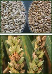 Лечение фузариоза пшеницы