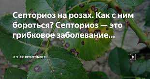 Какие методы применяются для борьбы с септориозом?