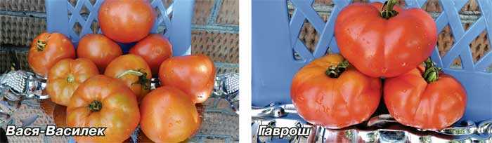 Как защитить штамбовые томаты от болезней и вредителей?