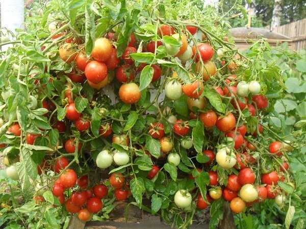 Выращивание штамбовых томатов в горшках