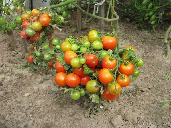 Как обеспечить хороший урожай штамбовых томатов: основные требования к почве и уходу?