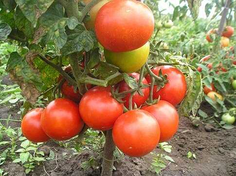 Какие сорта штамбовых томатов существуют и как выбрать подходящий для выращивания?