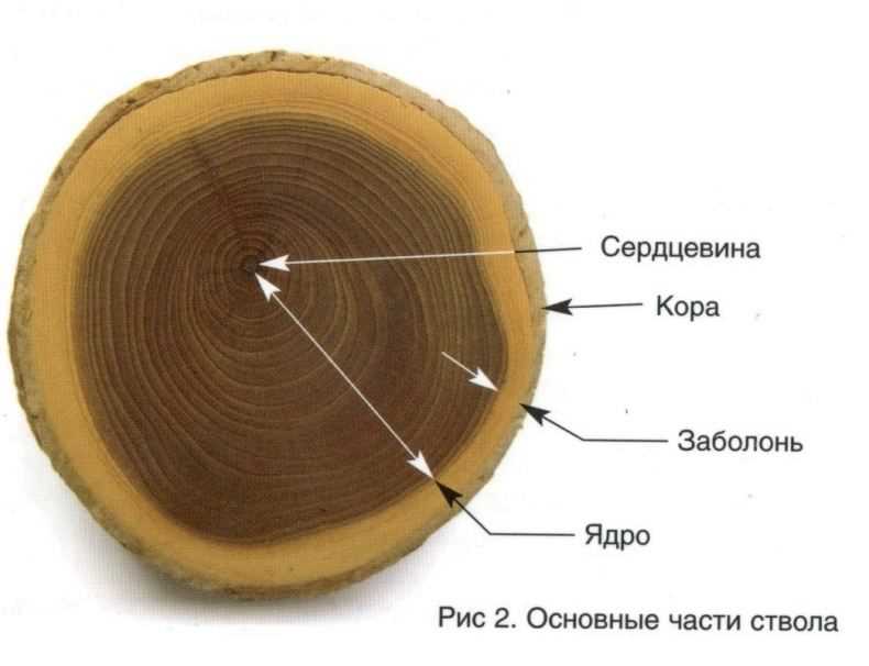 Процесс нанесения заболони