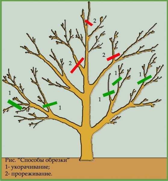 1. Секатор для резки веток