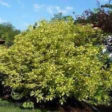 2. Дерен Шпета альба (Cornus stolonifera)