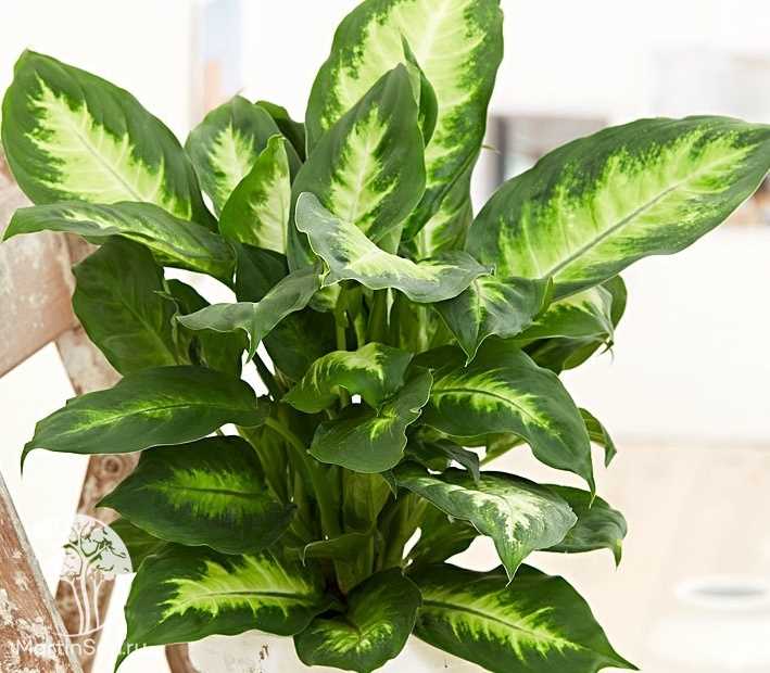 1. Диффенбахия пятнистая Камиля (Dieffenbachia Camilla)