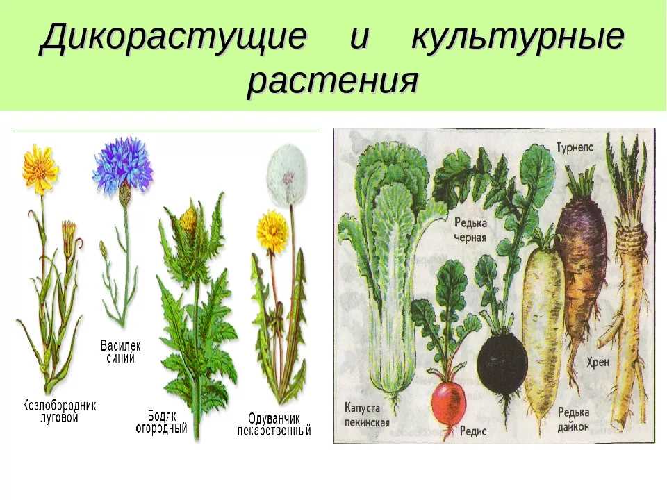 Опасность для дикорастущих деревьев от человеческой деятельности