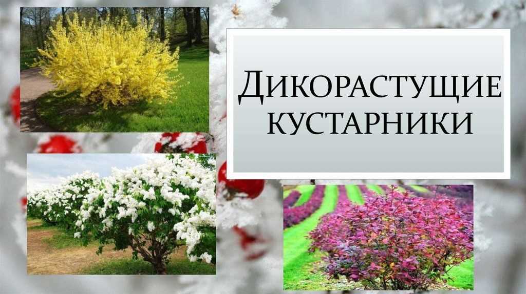 Удивительные факты о дикорастущих кустарниках