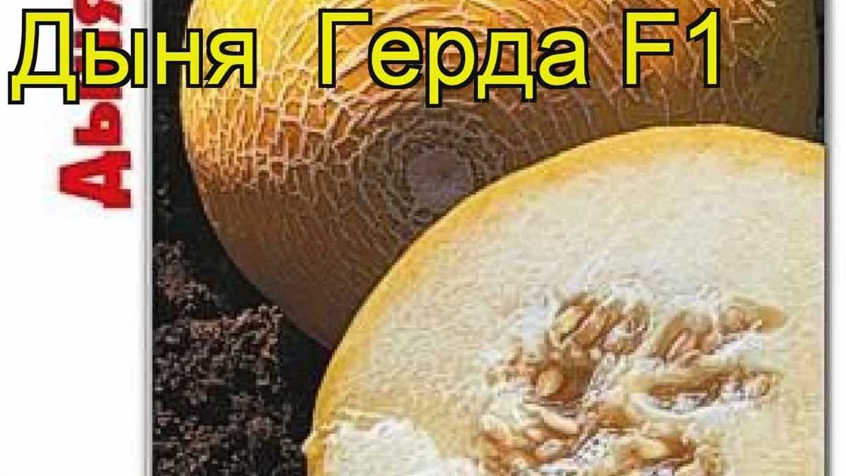 История происхождения дыни Герда