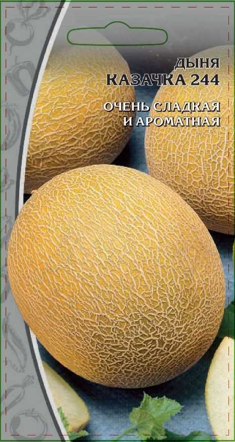 Урожайность и хранение дыни Казачка 244