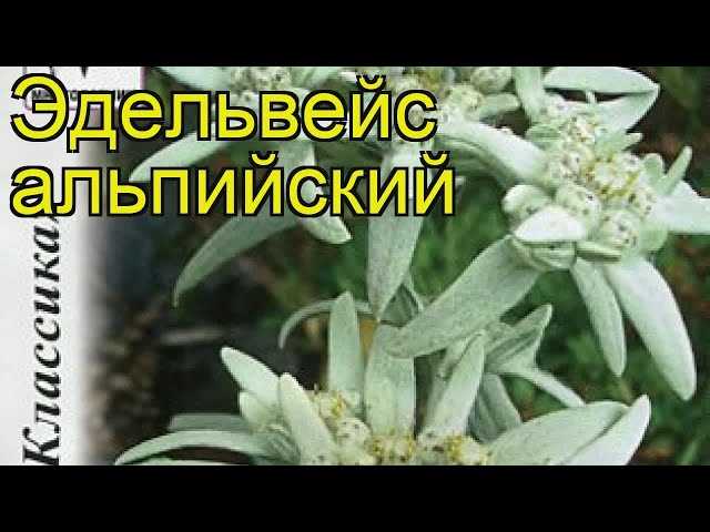 Советы: как правильно выбрать сорт эдельвейса альпийского и обеспечить ему оптимальные условия для роста