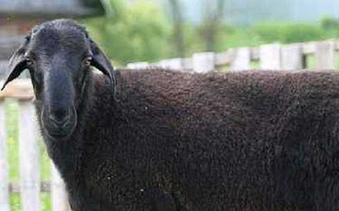 Описание внешности Эдильбаевских овец
