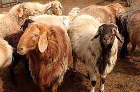 Применение Эдильбаевских овец в сельском хозяйстве
