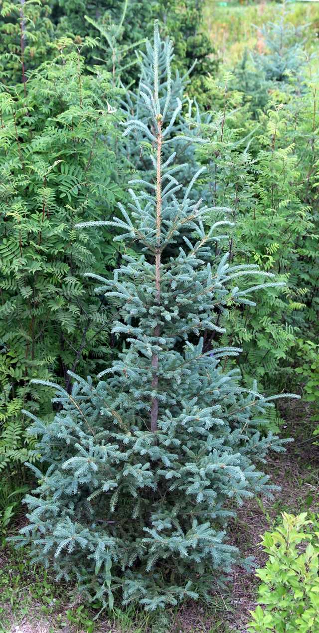 2. Ель канадская синяя (Picea pungens)