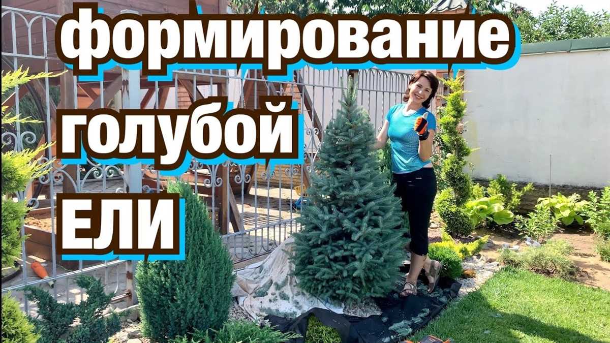 Что такое ель кейбаб?