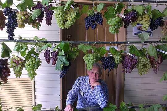 Правила формирования винограда: