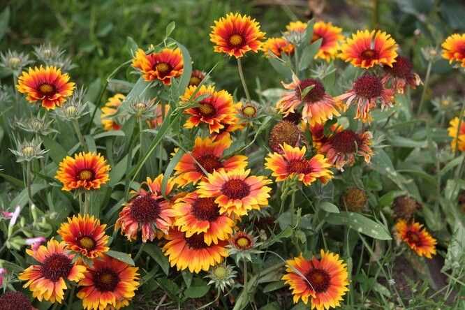 2. Gaillardia grandiflora