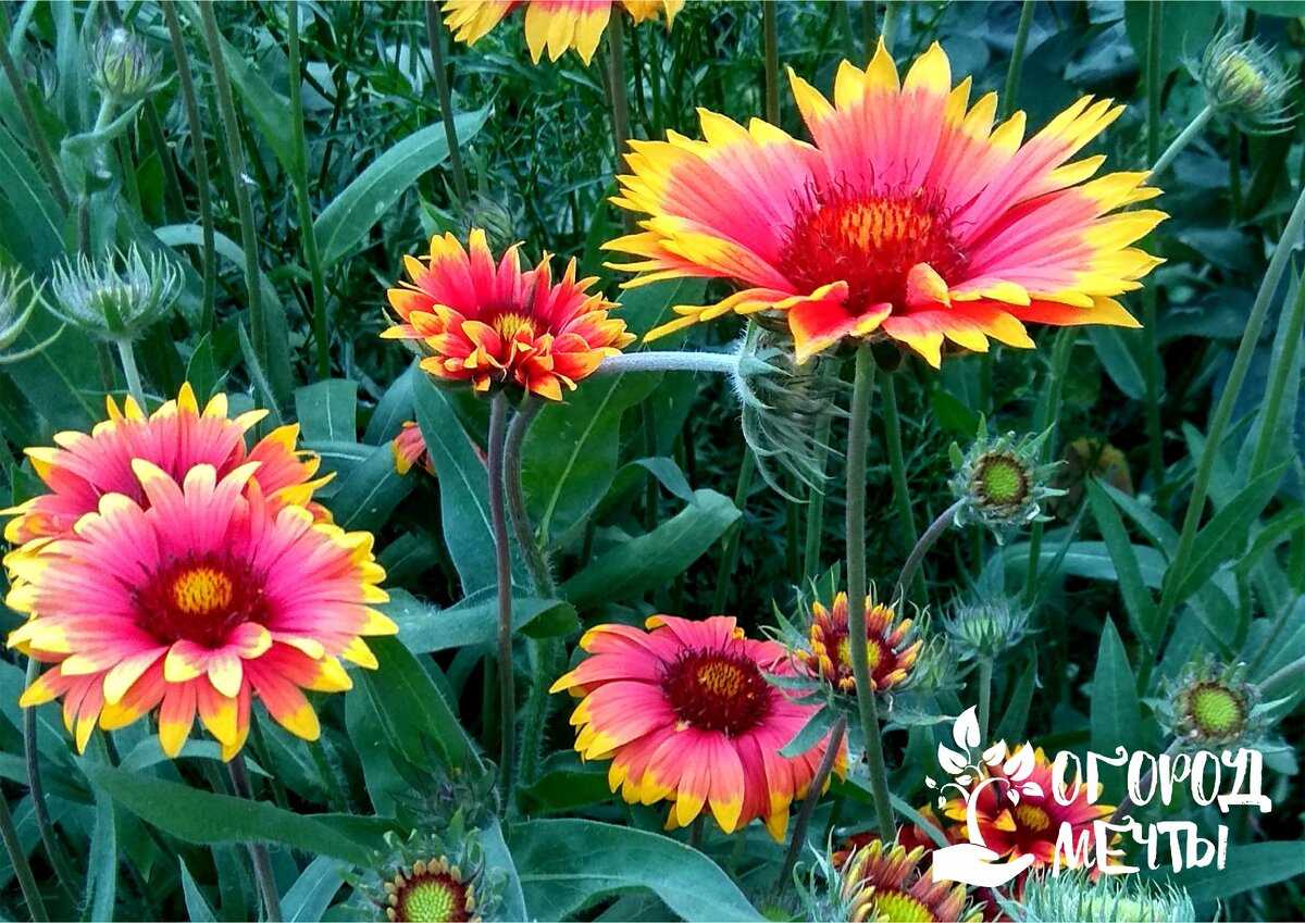 1. Gaillardia aristata