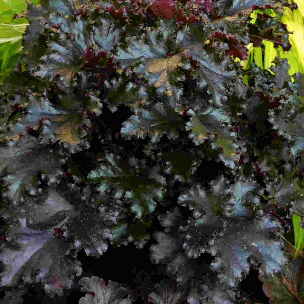 Цветки гейхеры Black Taffeta ярко-красные, пышные и невероятно красивые. Они собраны в соцветия шарообразной формы, создавая эффектный контраст с темно-зелеными листьями. Этот сорт гейхеры выгодно отличается своей стильной и утонченной черной тафтой, мягкостью и нежностью лепестков.