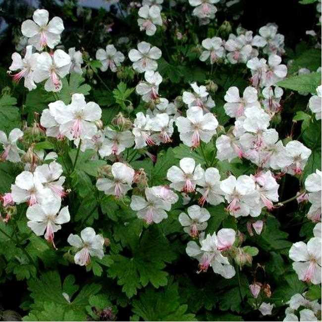 1. Герань Биоково (Geranium macrorrhizum)