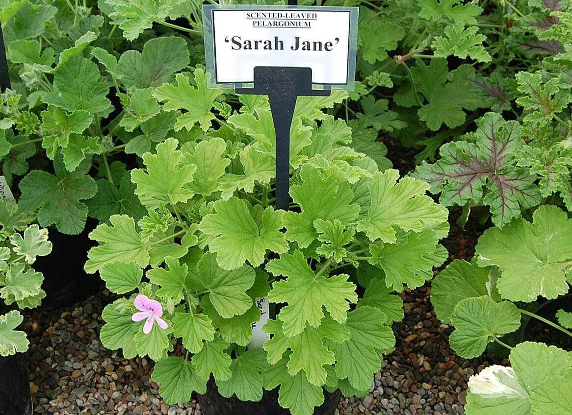 2. Герань лимонная крупноцветковая (Pelargonium grandiflorum)