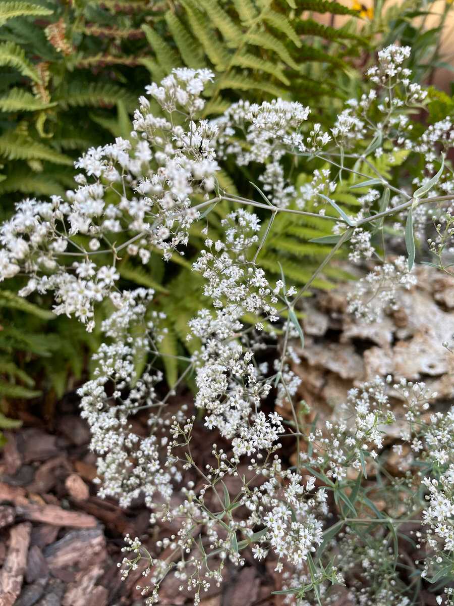 Гипсофила метельчатая - красивое и нежное цветущее растение