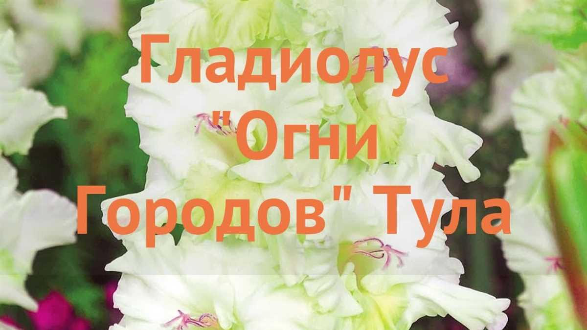 Уход за гладиолусом Тула