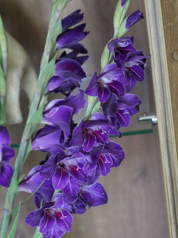 Применение гладиолуса Виолетта в декоративном садоводстве