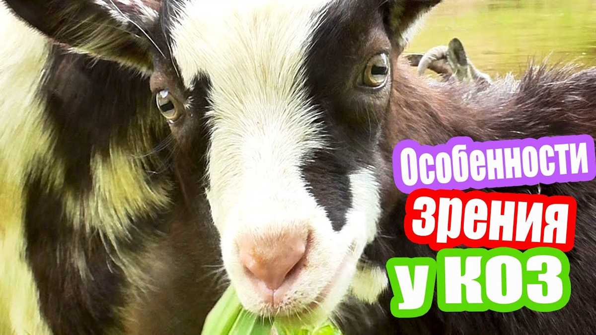 Сравнение формы зрачков козы и других животных
