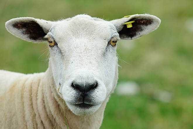 Строение глаза козы и его адаптации к среде обитания