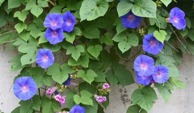 Великолепное растение с голубыми цветами