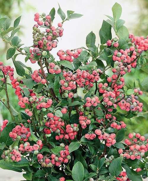 2. Голубика крупноплодная (Vaccinium macrocarpon)