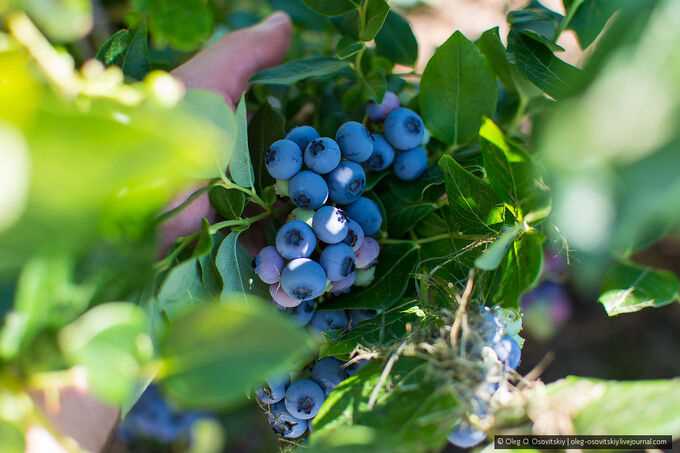 Лучшие сорта для садоводства