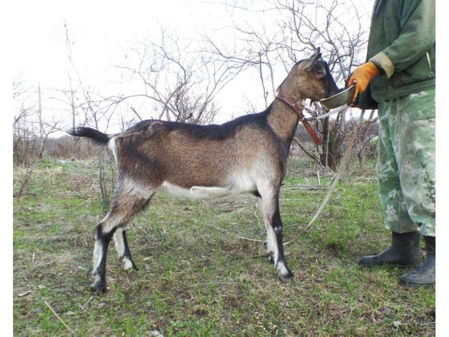 Пиренейская горная коза