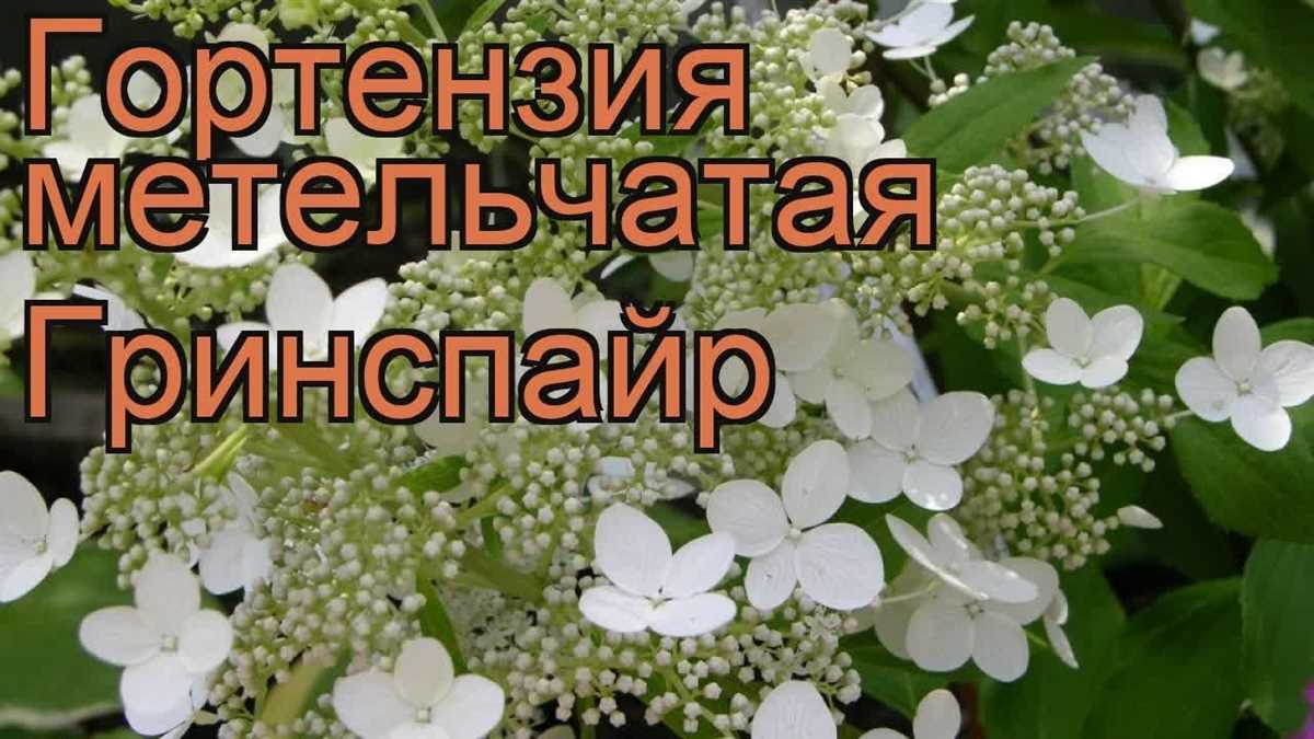 Что такое гортензия Гринспайр?