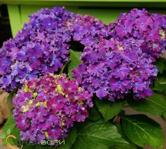Выращивание гортензии Керли Спаркл Блю Пепл (Curly Sparkle Blue Purple)