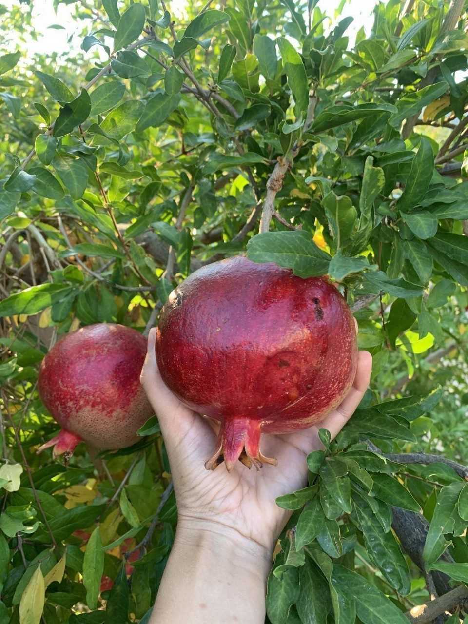 Семейство гранатовых (Punicaceae)