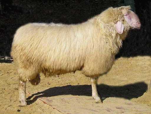 Описание грубошерстных пород овец