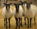 Основные грубошерстные породы овец: