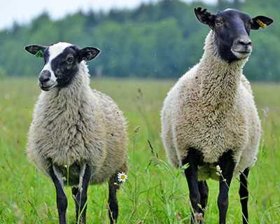 Использование шерсти грубошерстных пород овец