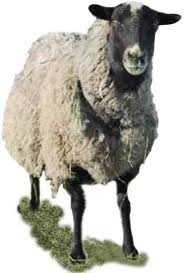 Преимущества грубошерстных пород овец