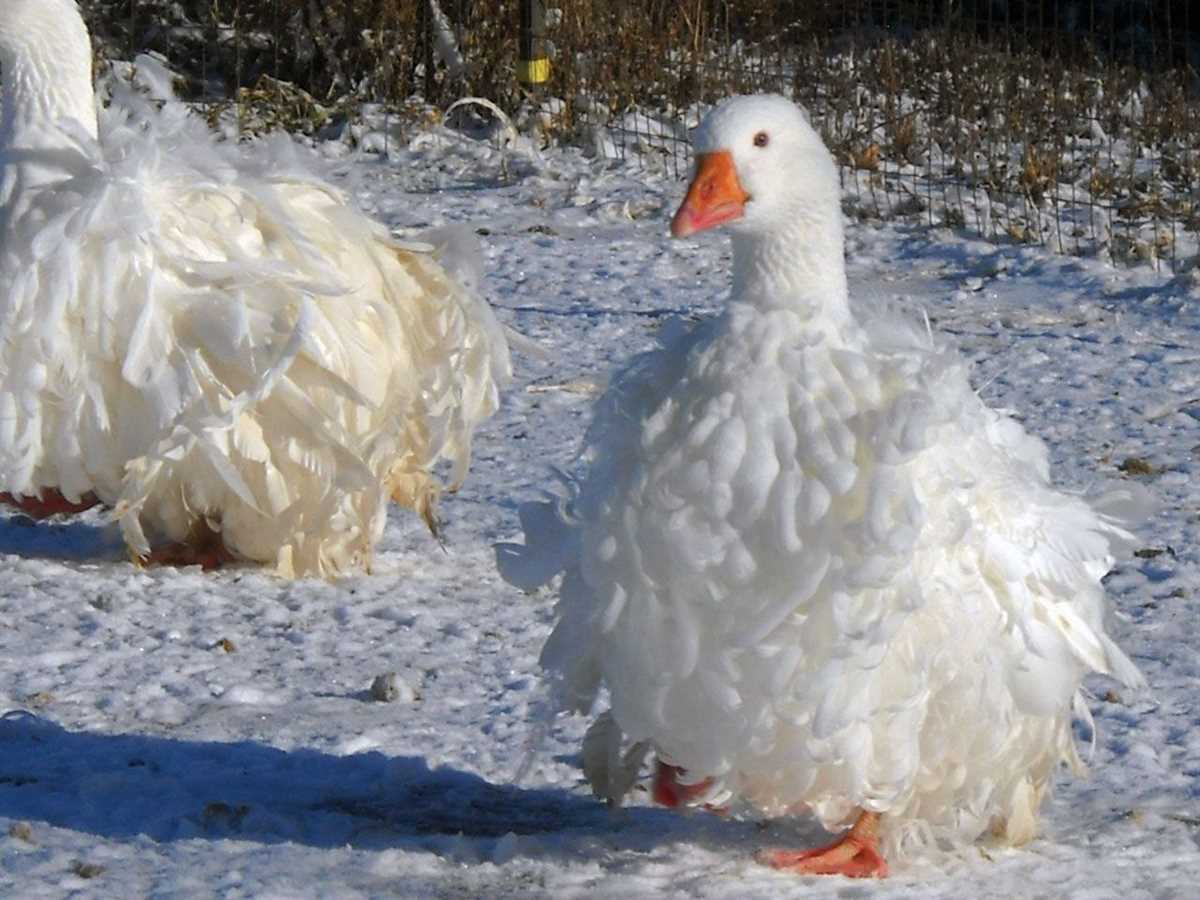 Применение гусей Ленточных