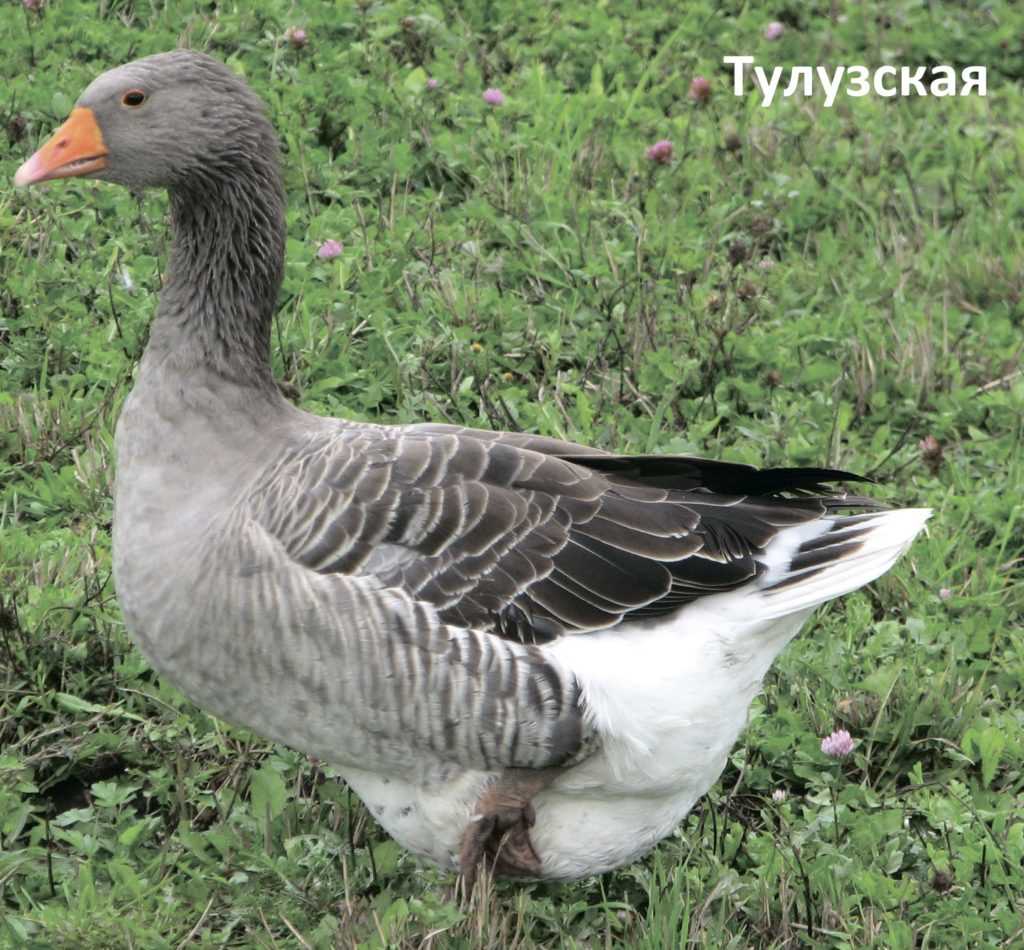 Все о гусях Тулузских: уход, содержание, разведение