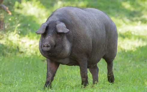 Особенности и качества иберийской породы свиней