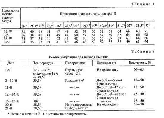 Период инкубации фазаньих яиц