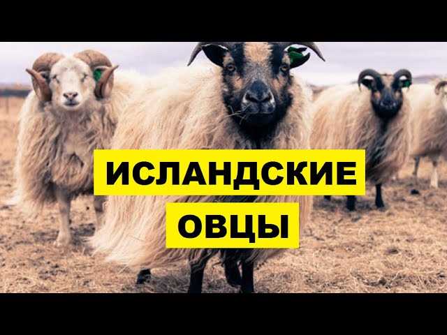 Характер и особенности поведения: